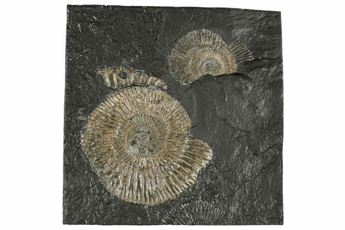 Fossil Ammonite (Dactylioceras) Cluster - Posidonia Shale, Germany #304967